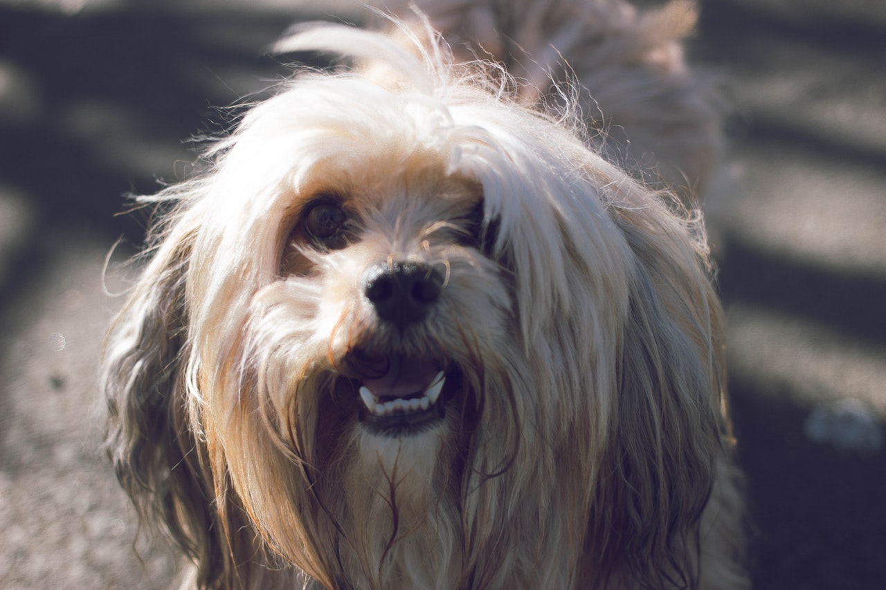 Fördelar med renrasig hund