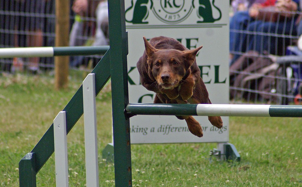 Agility