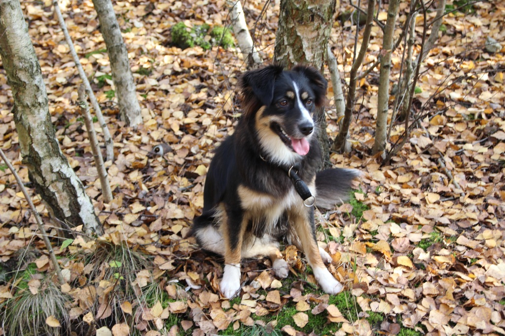 Rasval på din hund