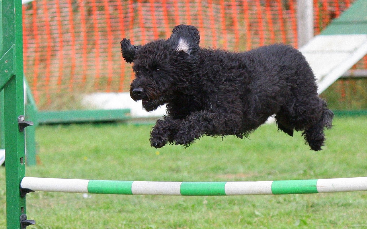 Hundparkour