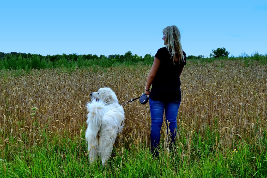 När hunden blir gammal