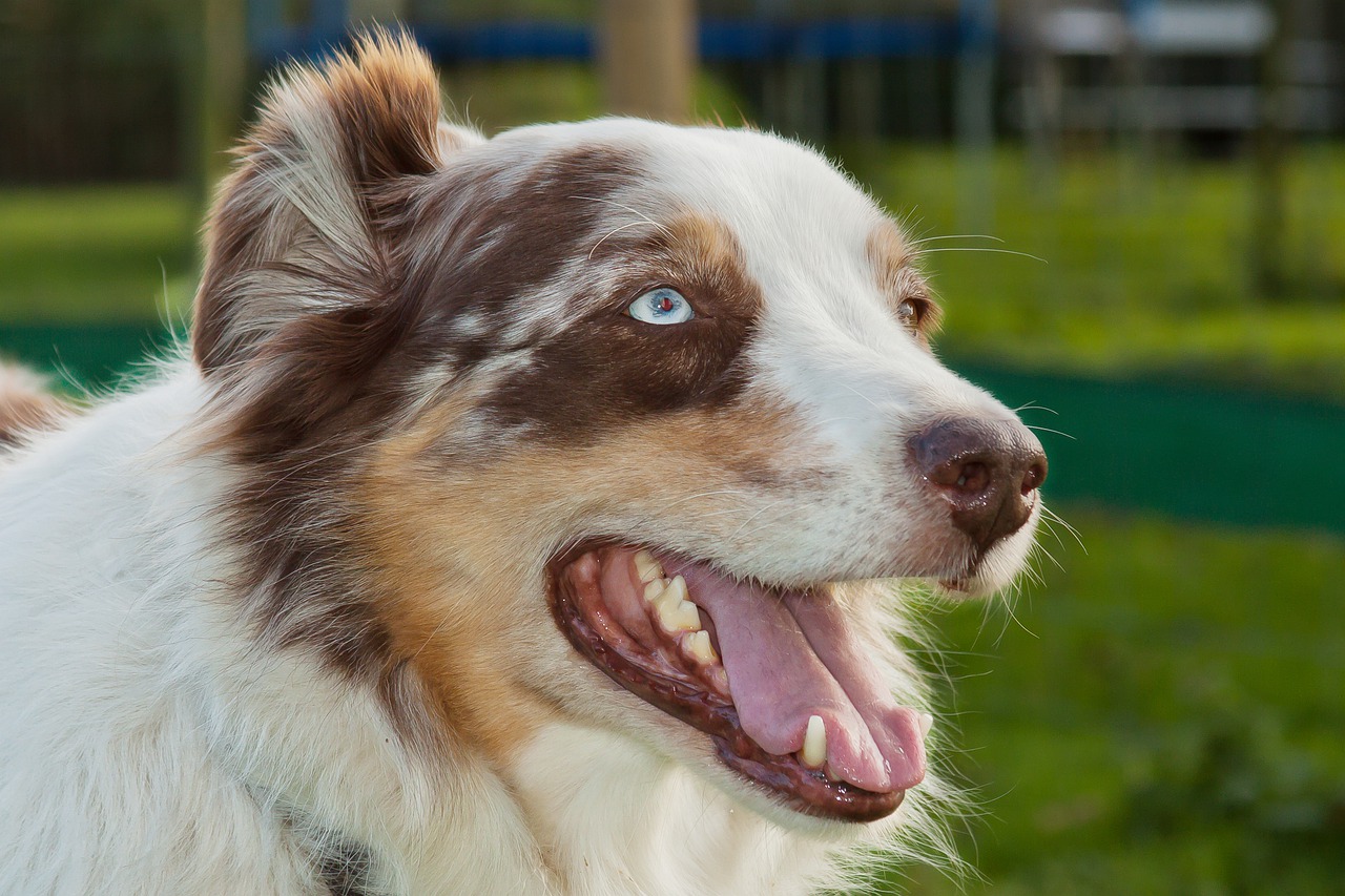 Tänk långsiktigt hundägande