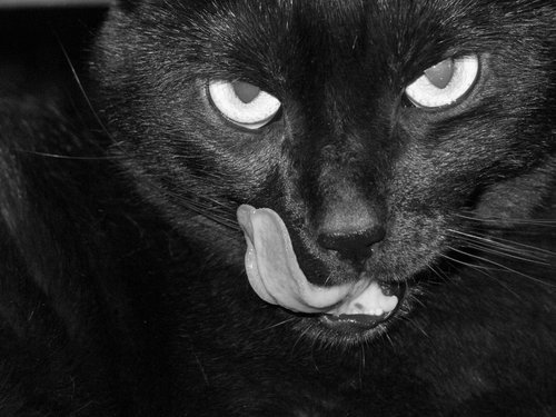 Vikten av att försäkra katten när man har en hund
