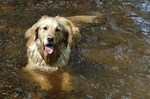 Bada med hunden