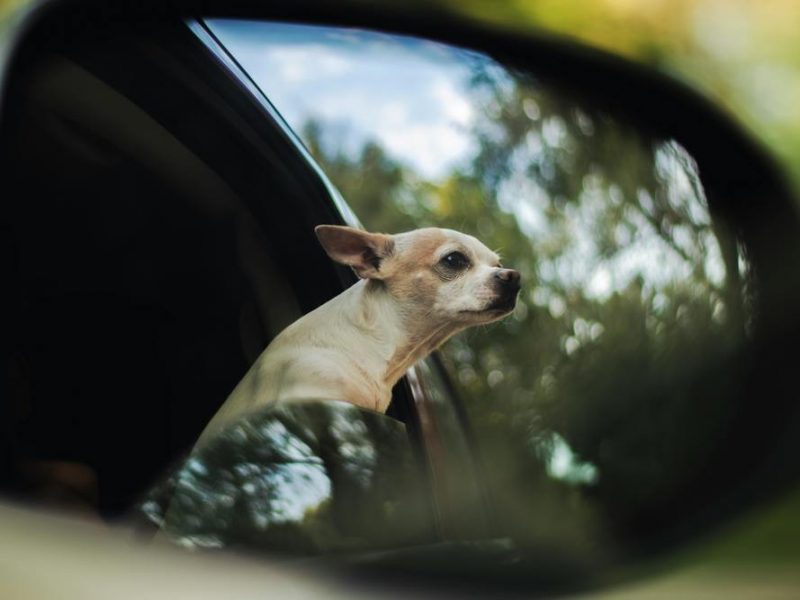 Hitta rätt bil för din hund